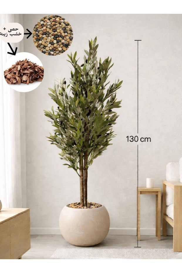 An olive tree with two branches, 130 cm long, and a round pot.