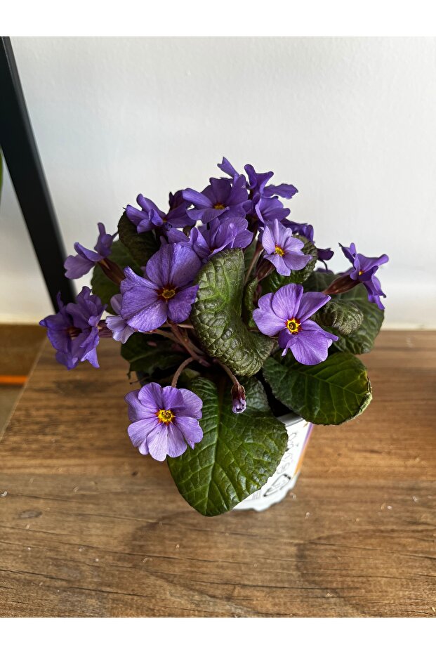 ÇUHA ÇİÇEĞİ - 2