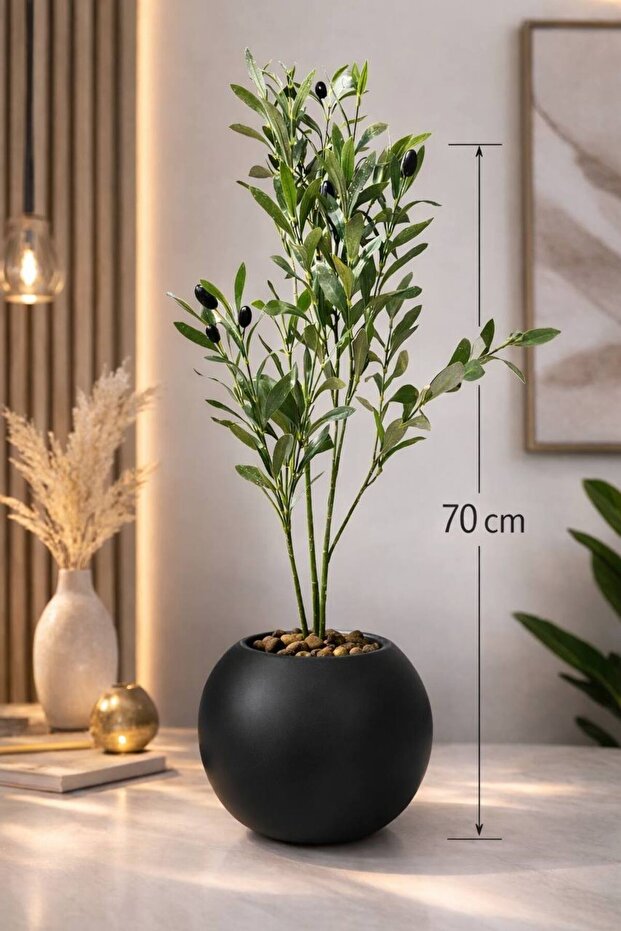 شتلة زيتون بطول 70 cm بمركن مكور