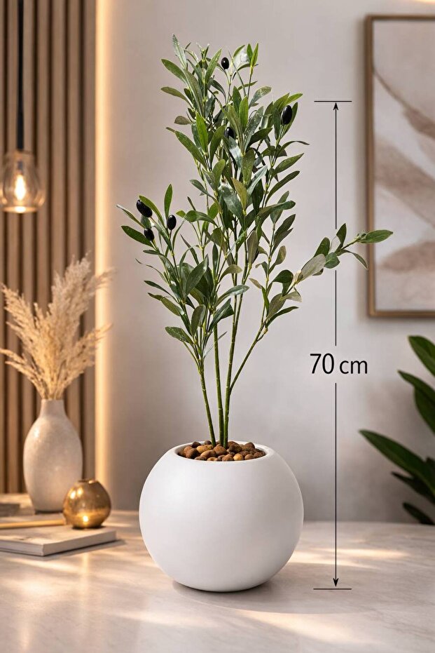 شتلة زيتون بطول 70 cm بمركن مكور
