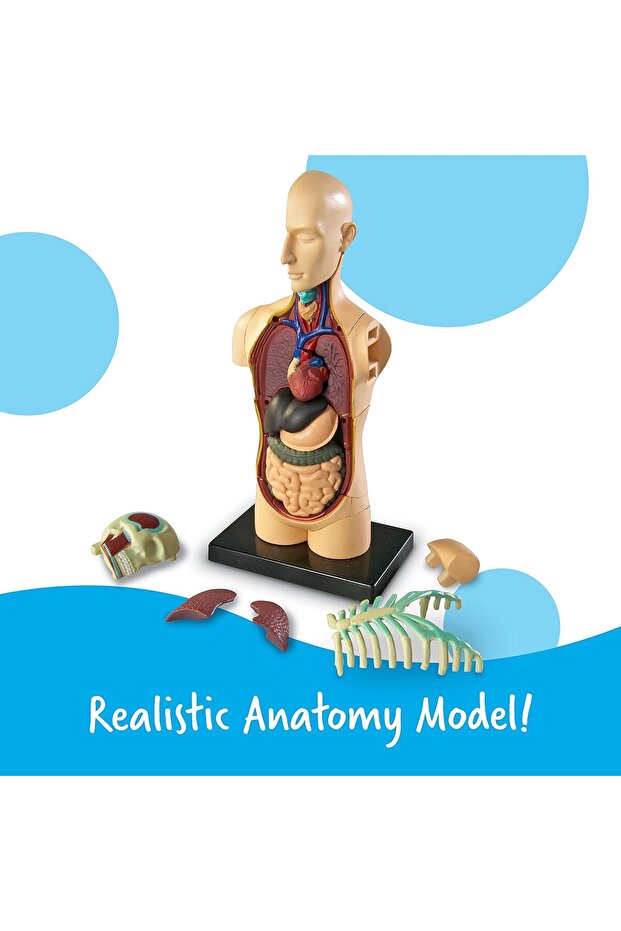 Human Body Model - 2