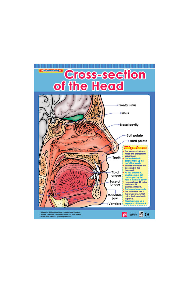 Cross-section of the Head - Wall Chart in English