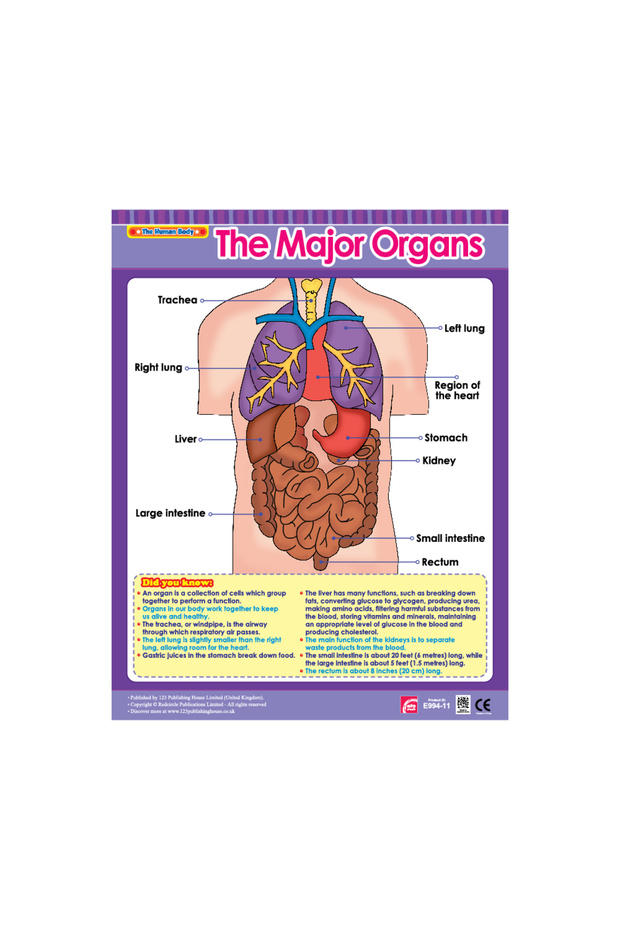 The Major Organs - Wall Chart in English