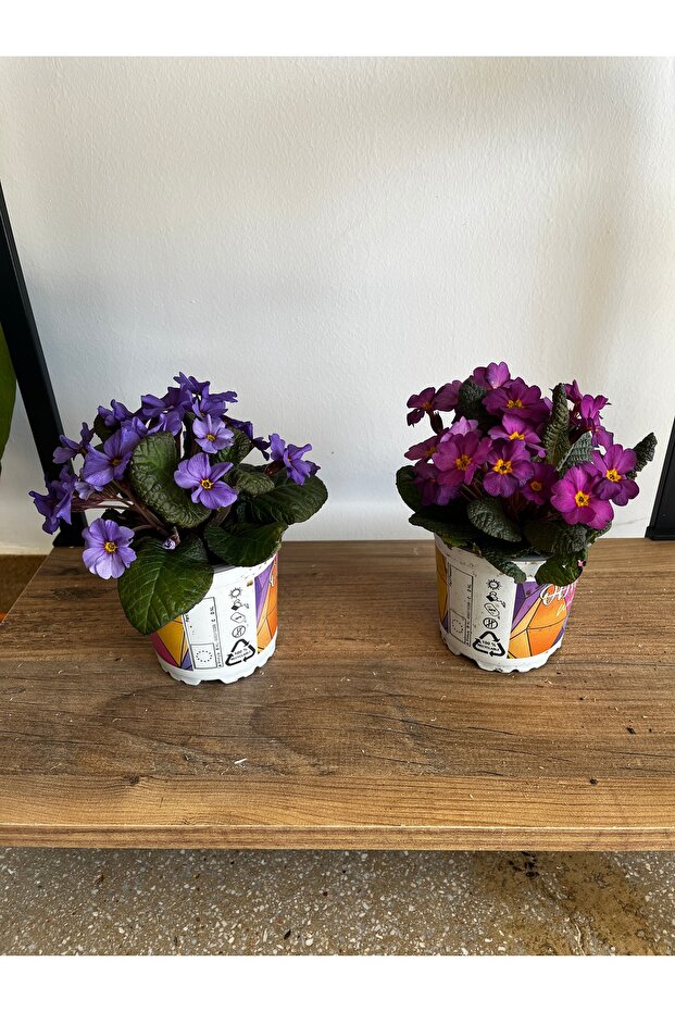 ÇUHA ÇİÇEĞİ - 1