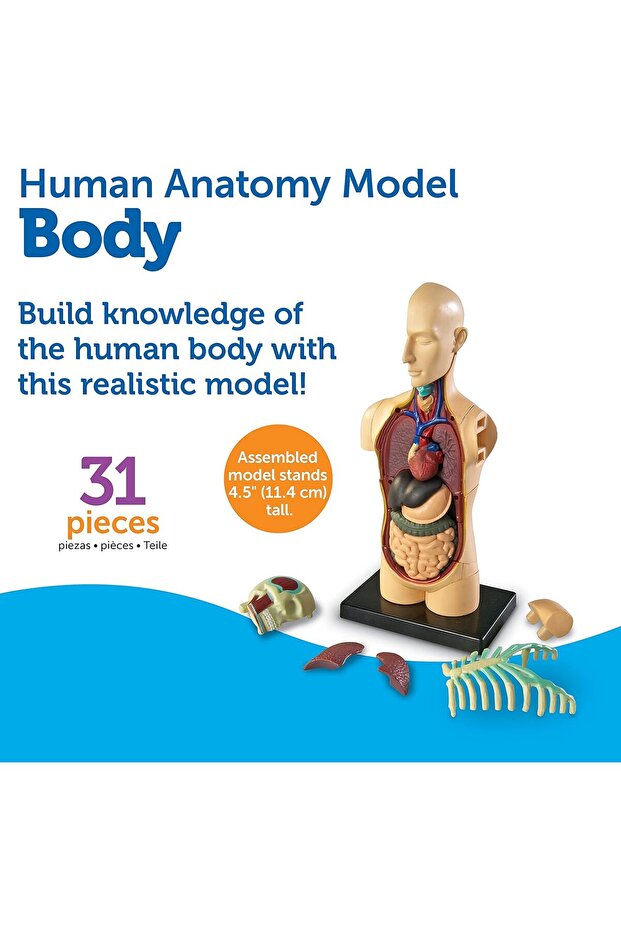 Human Body Model - 7