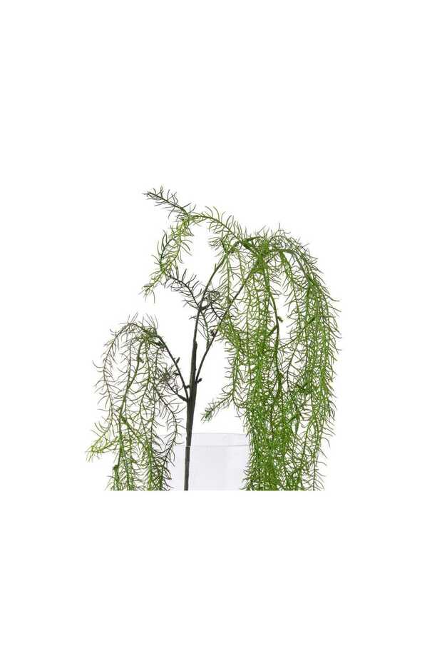 عشب صناعى اسبراجوس