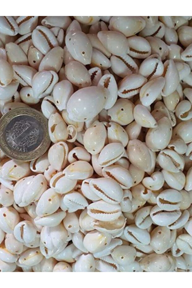 25 Pieces Cyprea Annulus Two-Hole Roasted Sea Shell