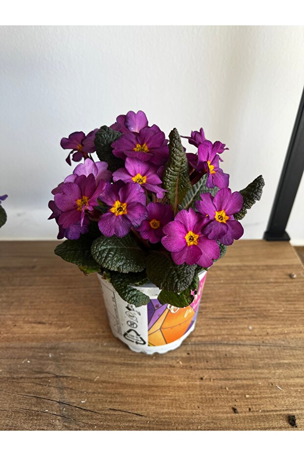 ÇUHA ÇİÇEĞİ - 3