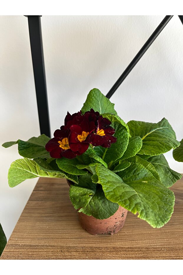 ÇUHA ÇİÇEĞİ - 4