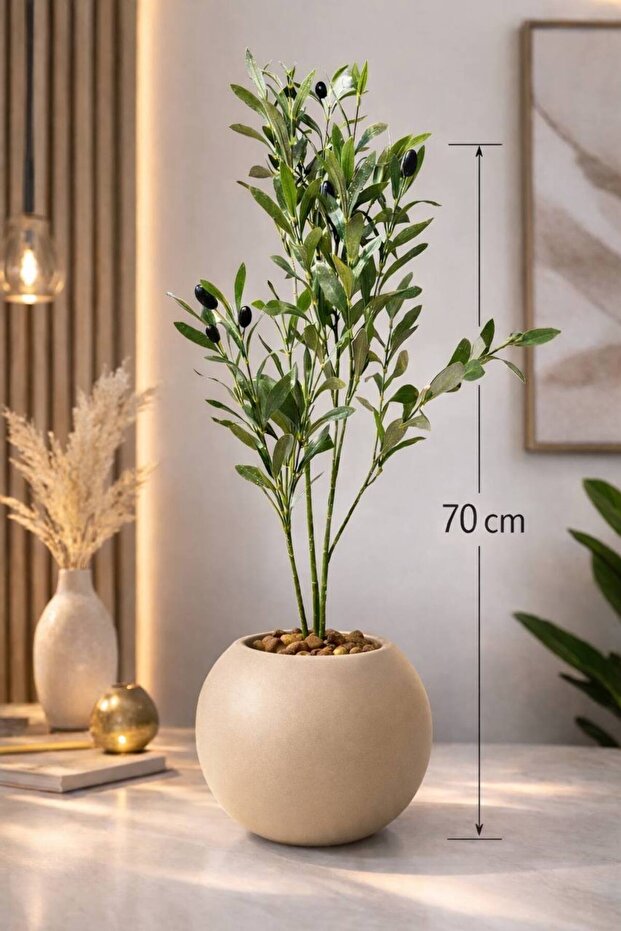 شتلة زيتون بطول 70 cm بمركن مكور باللون البيج