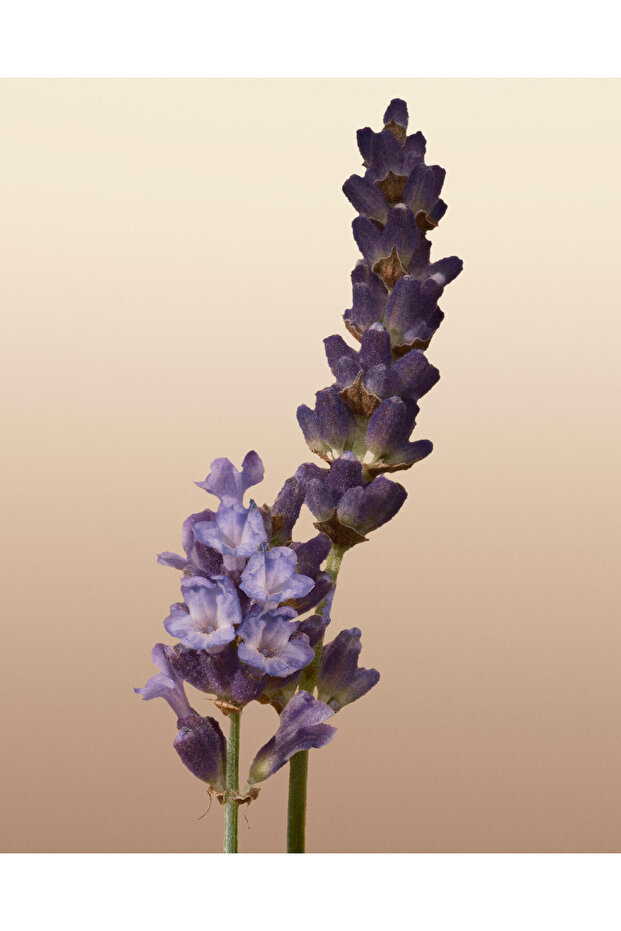 Goddess EDP 100 ml Kadın Parfüm - 7