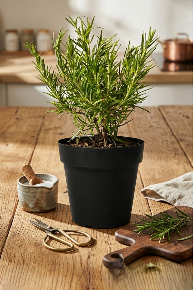 نبتة إكليل الجبل الطازجة | عشبة عطرية للطهي | عشبة حية مزروعة في أصيص للمطبخ والحديقة والديكور المنزلي - 3