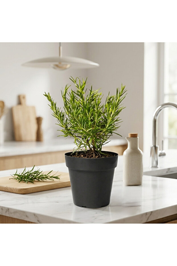 نبتة إكليل الجبل الطازجة | عشبة عطرية للطهي | عشبة حية مزروعة في أصيص للمطبخ والحديقة والديكور المنزلي - 5