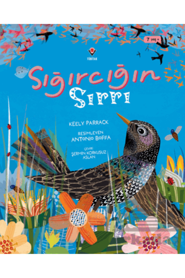 Sığırcığın Sırrı