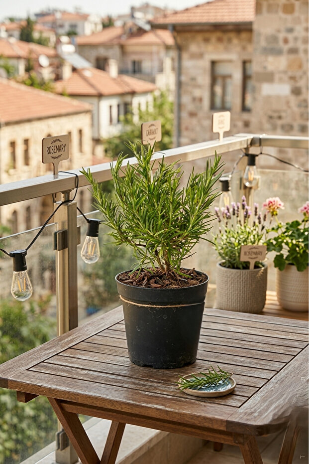 نبتة إكليل الجبل الطازجة | عشبة عطرية للطهي | عشبة حية مزروعة في أصيص للمطبخ والحديقة والديكور المنزلي - 4