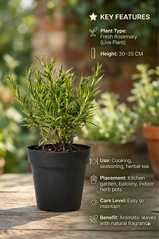 نبتة إكليل الجبل الطازجة | عشبة عطرية للطهي | عشبة حية مزروعة في أصيص للمطبخ والحديقة والديكور المنزلي - 6