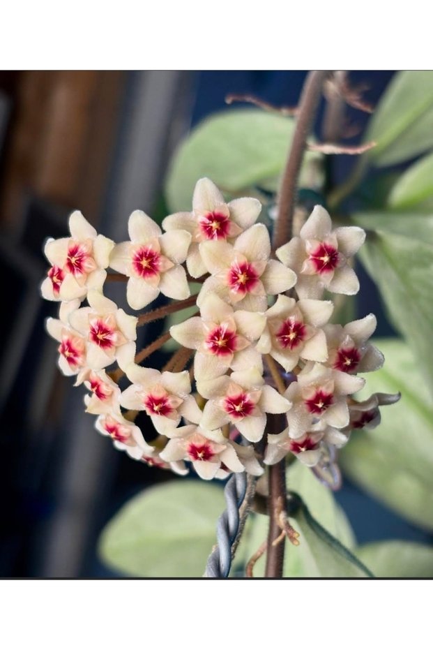 Hoya Carnosa Nova Ghost Mum Çiçeği
