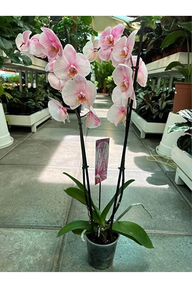 Live Orchid Plant- Indoor Plant -Flowering Plant (pink)