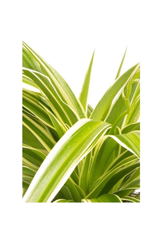 Kurdela Kordela Çiçeği 10-20 Cm Chlorophytum Comosum - 3