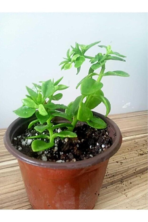Buz Çiçeği Fidanı Aptenia Cordifolia 10-20 cm - 2