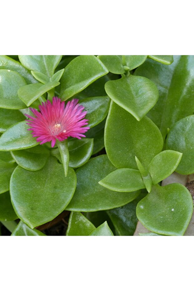 Buz Çiçeği Fidanı Aptenia Cordifolia 10-20 cm - 3