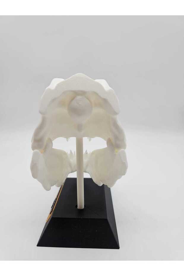 Trofeu Craniu Trex - 4