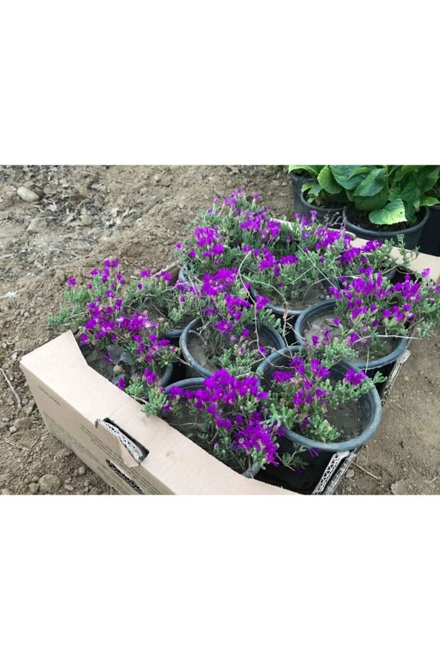 Acem Halısı Çiçeği Fidanı 10-20 cm - 3