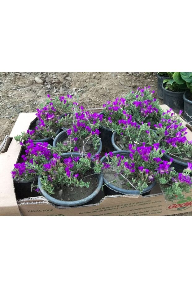 Acem Halısı Çiçeği Fidanı 10-20 cm - 2