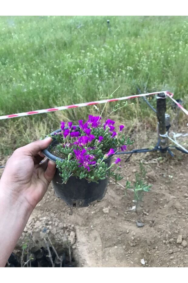 Acem Halısı Çiçeği Fidanı 10-20 cm - 1