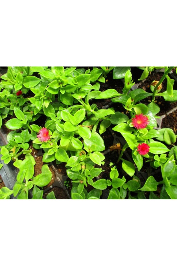 Buz Çiçeği Fidanı Aptenia Cordifolia 10-20 cm - 4