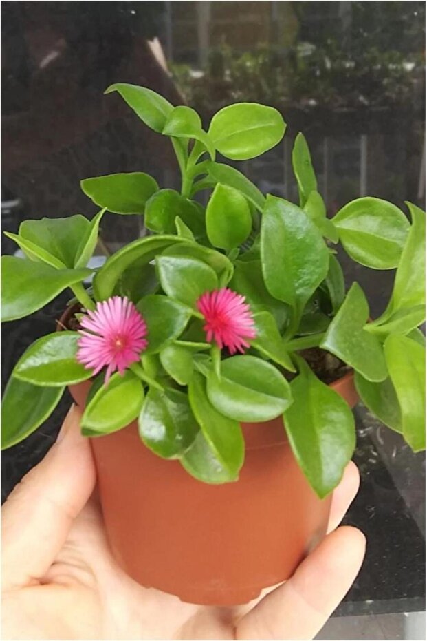 Buz Çiçeği Fidanı Aptenia Cordifolia 10-20 cm - 1