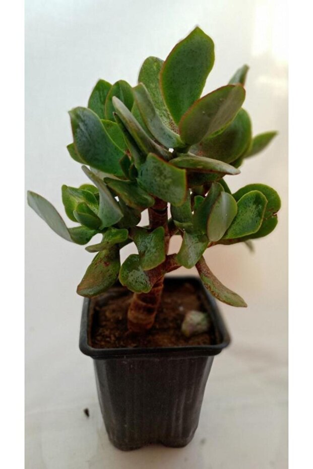 Crassula, Para Ağacı - 3