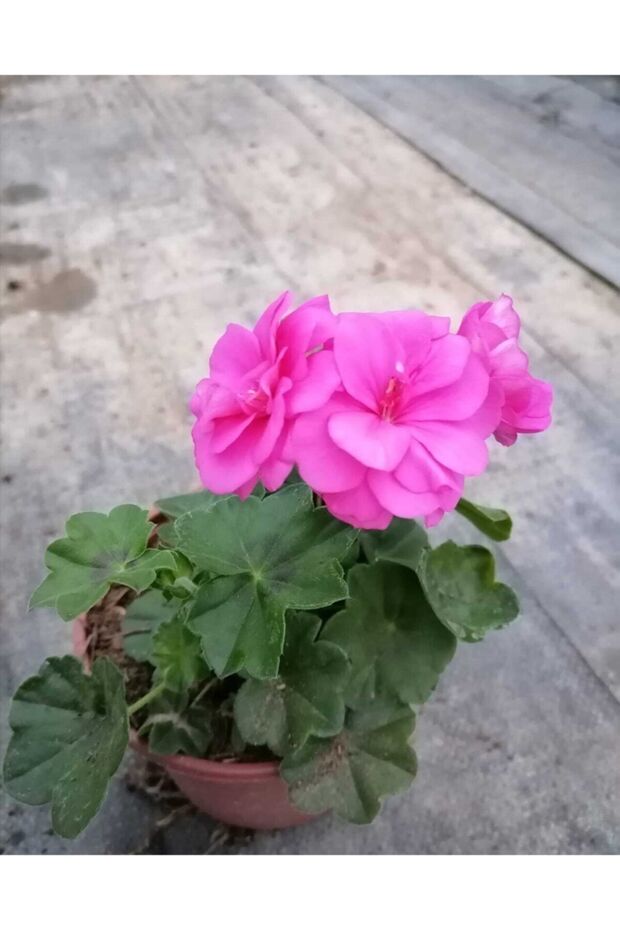 Sardunya Çiçeği Fidanı Çingene Pembe 10-20 cm - 4