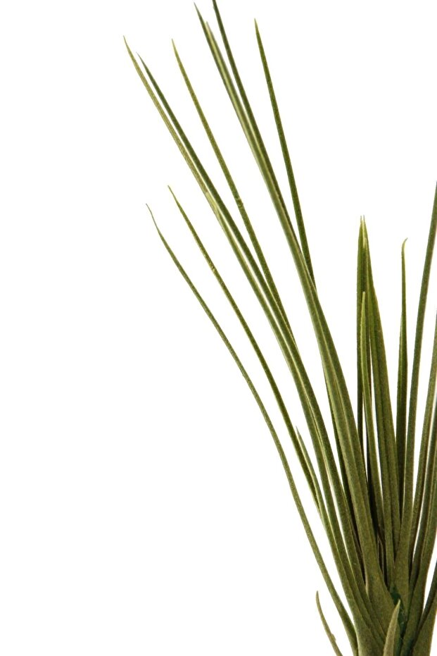 Artificial Aloevera Small - 4