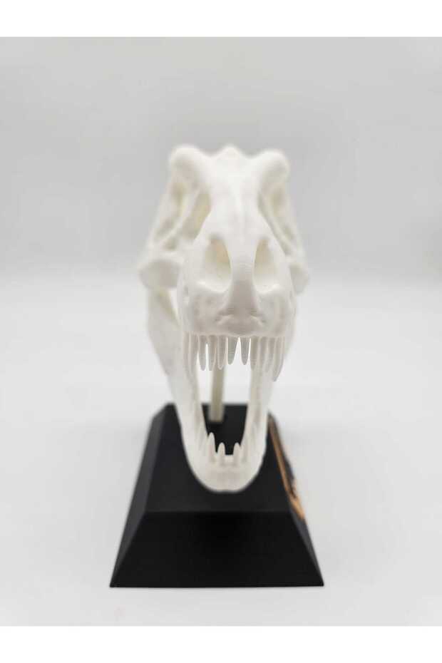 Trofeu Craniu Trex - 5