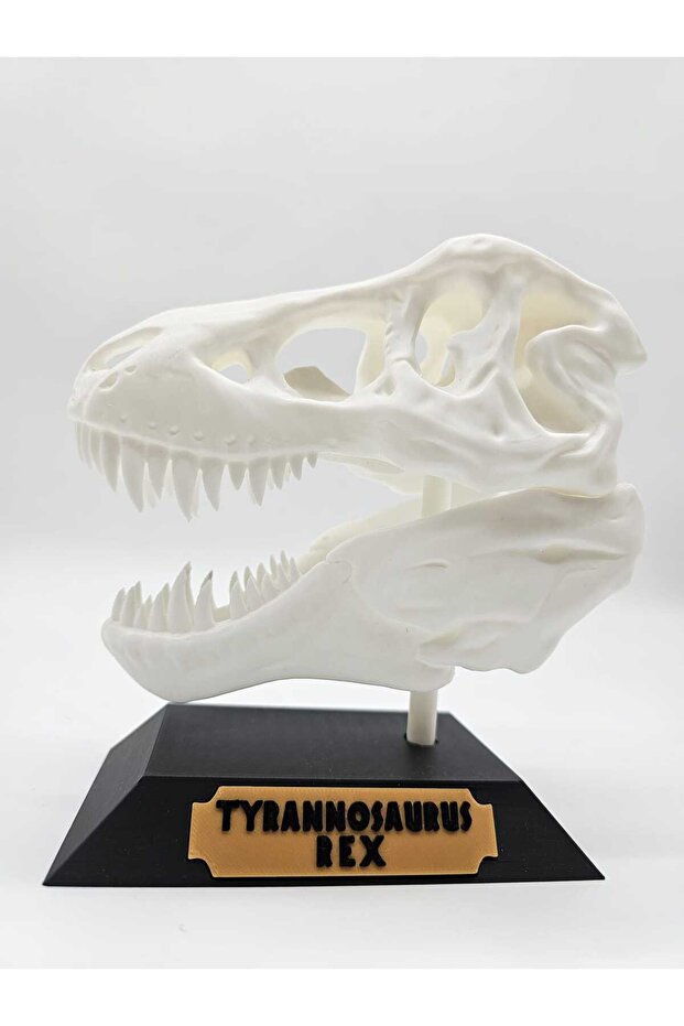 Trofeu Craniu Trex - 2