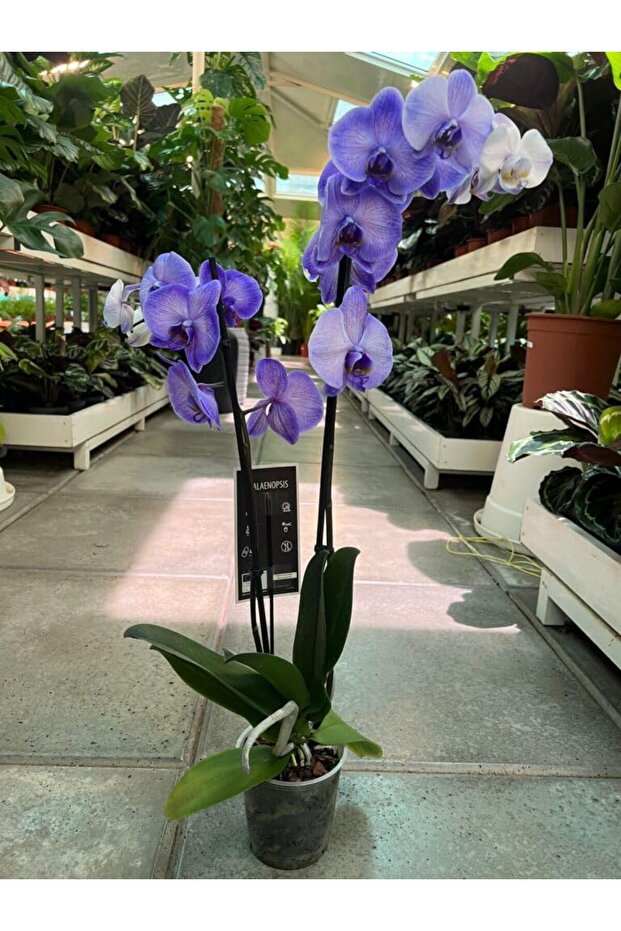 Live Orchid Plant- Indoor Plant -Flowering Plant (Purple)