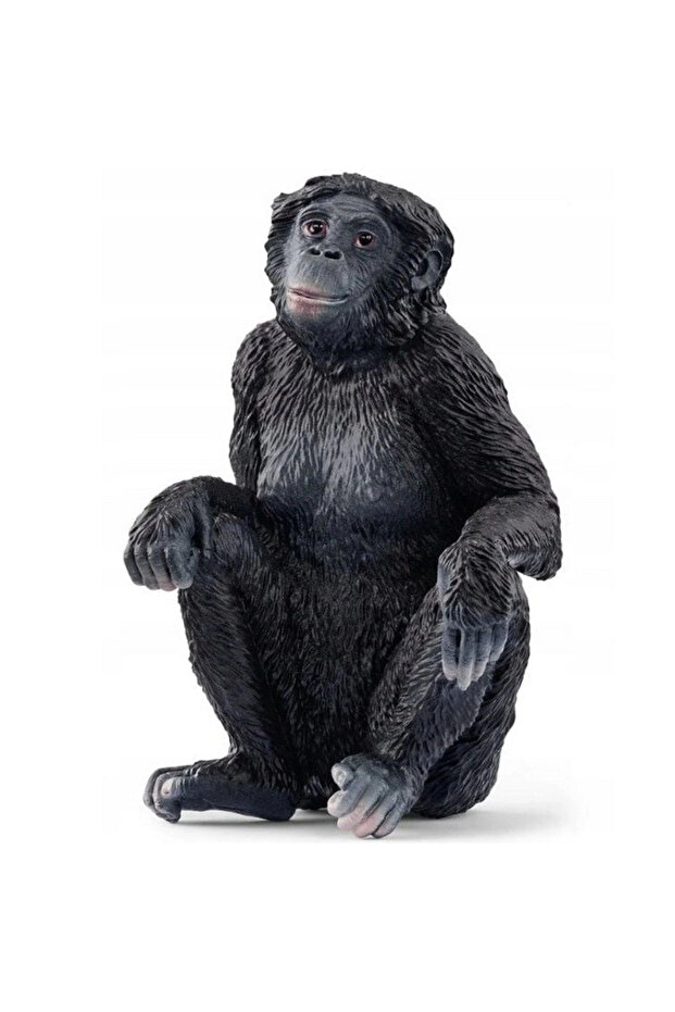 Bonobo