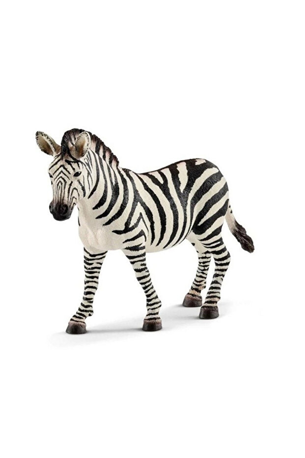 Female Zebra