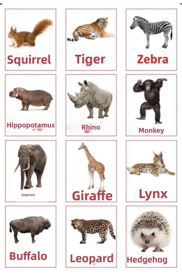 Animals Educational Poster/Sticker Set 22X30 cm – Educational Sticker for Children