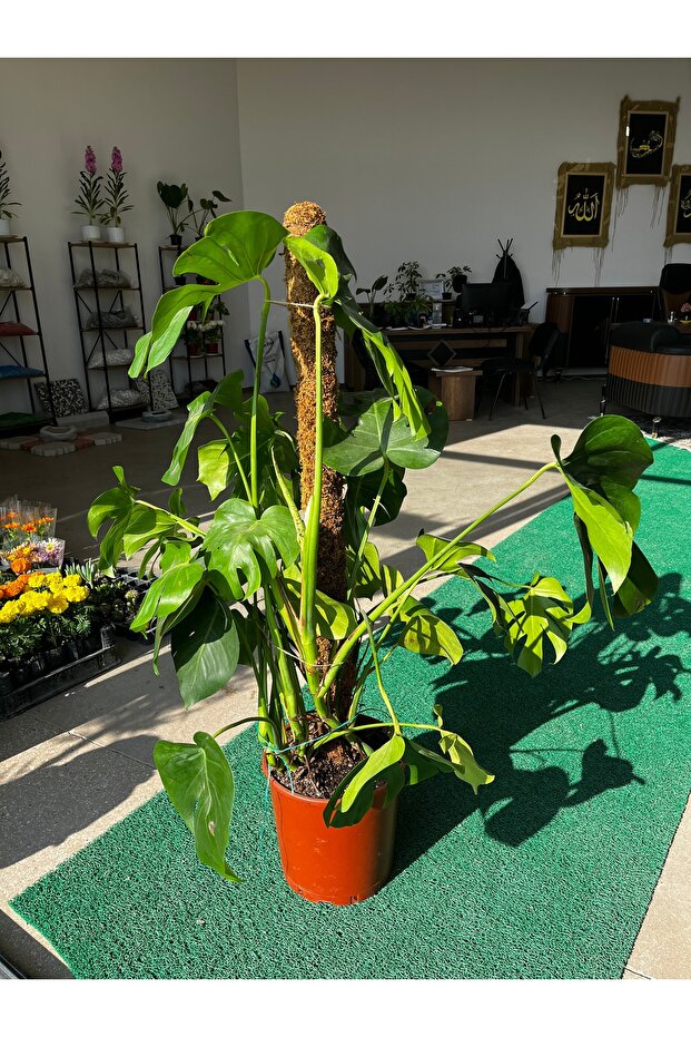 DEVE TABANI-MONSTERA