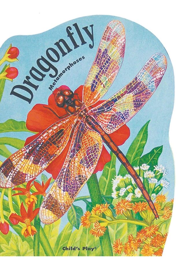 Metamorphoses -dragonfly - 1