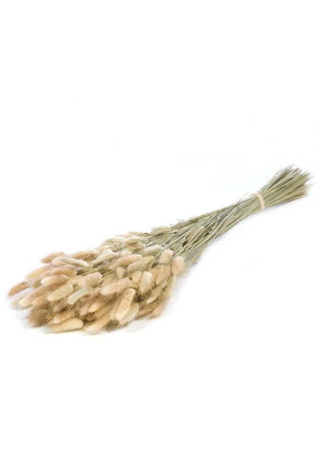 Lagurus , aprox 100g - 3