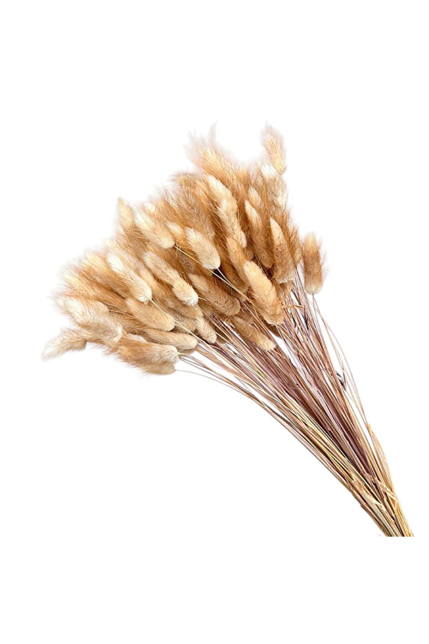 Lagurus , aprox 100g - 5