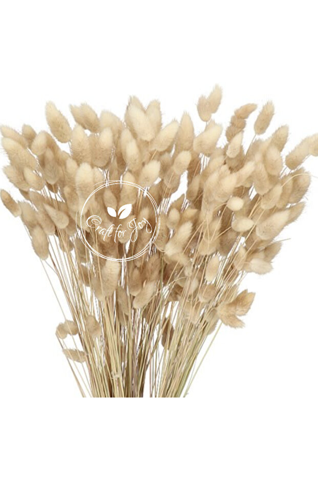 Lagurus , aprox 100g - 6