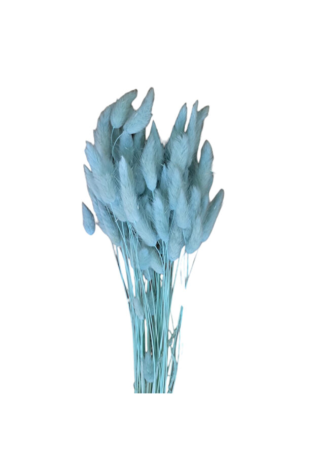 Lagurus Blue - 1