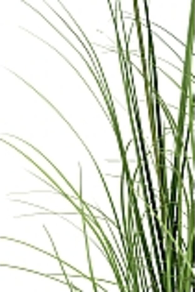 Onion Grass - 7