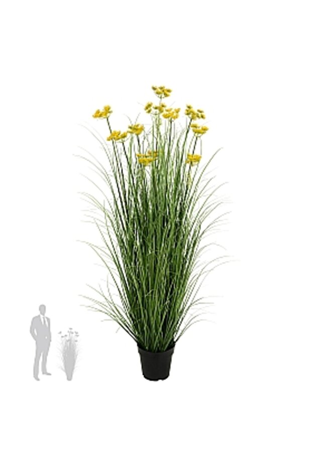 Onion Grass - 1