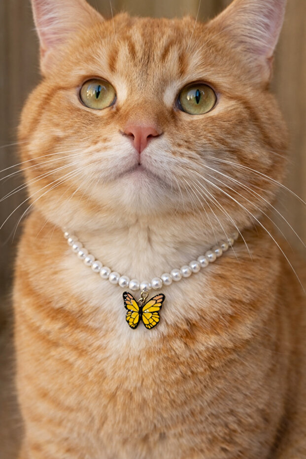 Butterfly and pearl design cat necklace