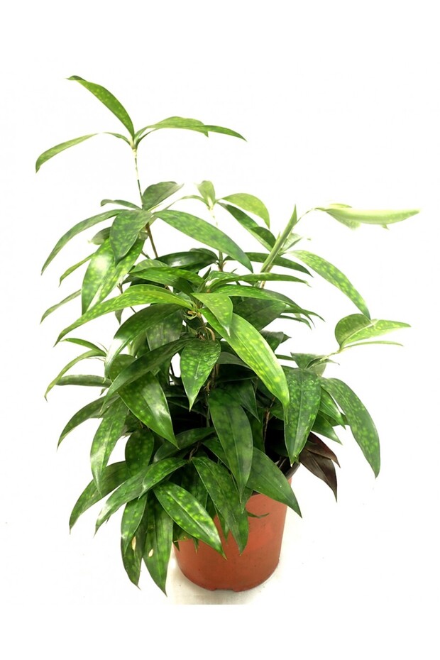 Gold Dust Dracaena Mini Dracaena Surculosa Maculata